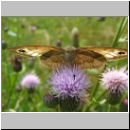 Maniola jurtina - Grosses Ochsenauge 11.jpg